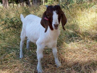 FULL BLOOD BOER GOAT BUCKLING