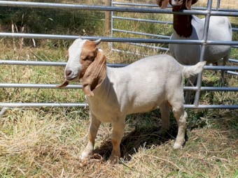 FULL BLOOD BOER GOAT BUCKLING