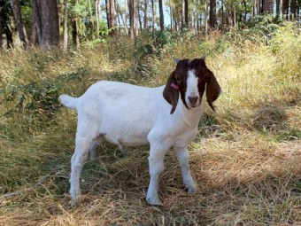 FULL BLOOD BOER GOAT BUCKLING