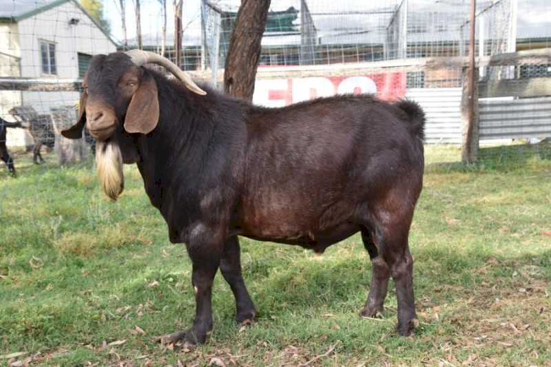 FULL BLOOD KRGSA REGISTERED KALAHARI RED BUCK- HARALD