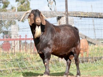 FULL BLOOD KRGSA REGISTERED KALAHARI RED BUCK- HARALD