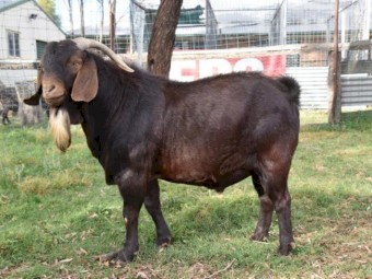 FULL BLOOD KRGSA REGISTERED KALAHARI RED BUCK- HARALD