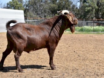 FULL BLOOD KRGSA REGISTERED KALAHARI RED BUCK- ADE
