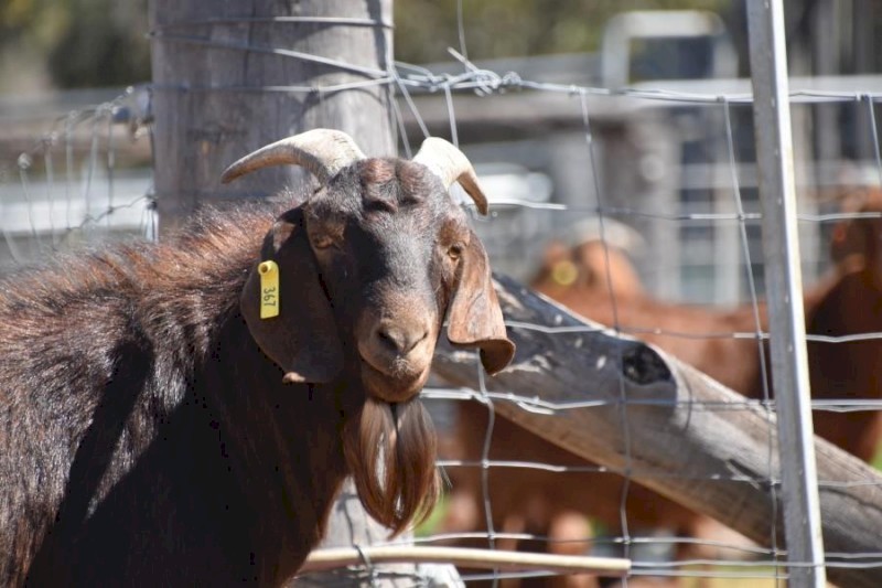 FULL BLOOD KRGSA REGISTERED KALAHARI RED BUCK- ADIL