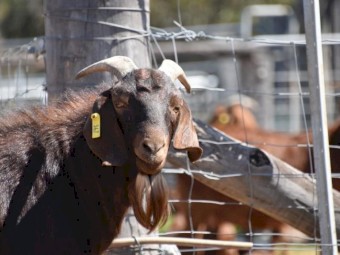 FULL BLOOD KRGSA REGISTERED KALAHARI RED BUCK- ADIL