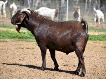 FULL BLOOD KRGSA REGISTERED KALAHARI RED BUCK- ADIL