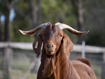 FULL BLOOD KRGSA REGISTERED KALAHARI RED BUCK- IVAN