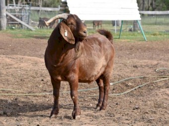 FULL BLOOD KRGSA REGISTERED KALAHARI RED BUCK- IVAN