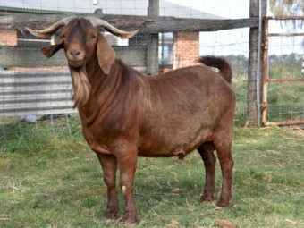 FULL BLOOD KRGSA REGISTERED KALAHARI RED BUCK- IVAN