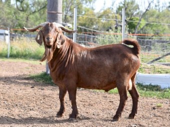 FULL BLOOD KRGSA REGISTERED KALAHARI RED BUCK- IVAN