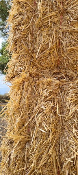 Wheat Straw Large Square Bales