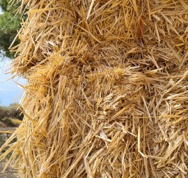 Wheat Straw Large Square Bales