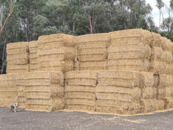 Wheat Straw Large Square Bales