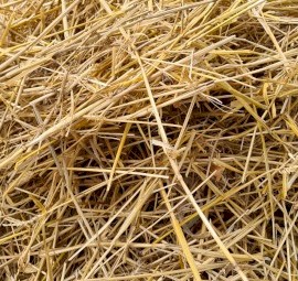 Wheat Straw Large Square Bales