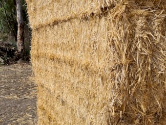 Wheat Straw Large Square Bales