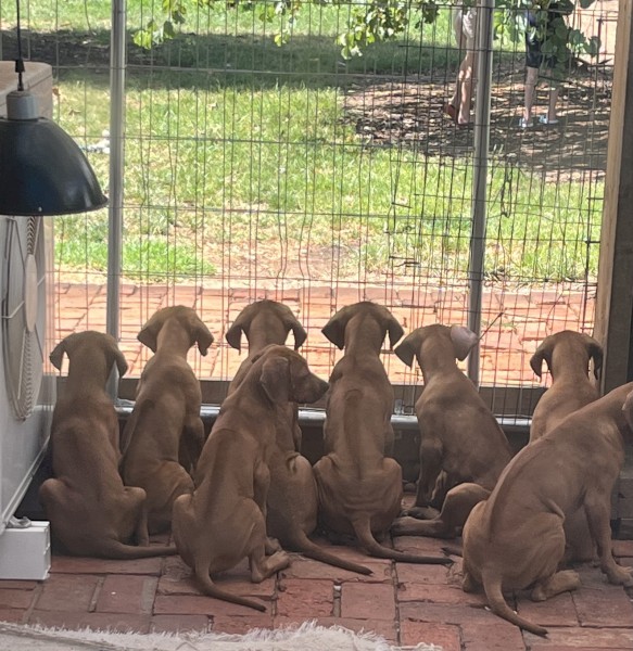 Pure Bred Rhodesian Ridgebacks