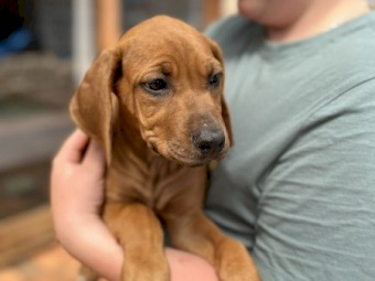 Pure Bred Rhodesian Ridgebacks