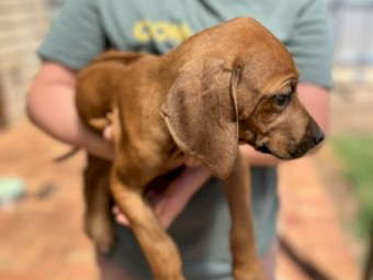 Pure Bred Rhodesian Ridgebacks