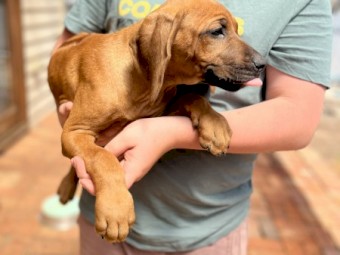 Pure Bred Rhodesian Ridgebacks