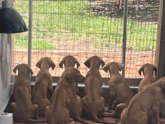 Pure Bred Rhodesian Ridgebacks