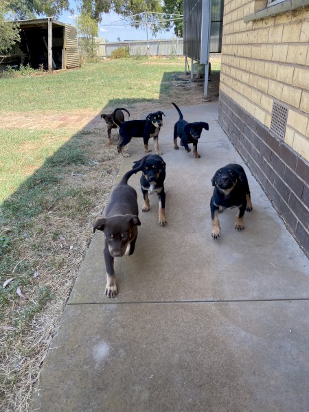 Working Kelpie Pups