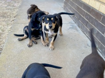 Working Kelpie Pups