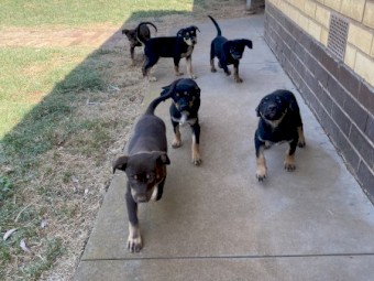 Working Kelpie Pups