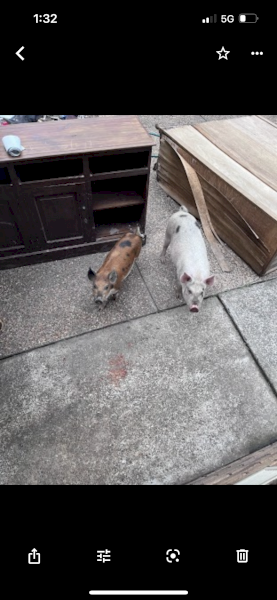Two miniature pigs