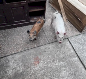Two miniature pigs