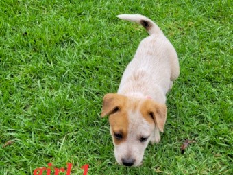 Cattle dog pups