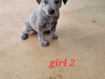 Cattle dog pups