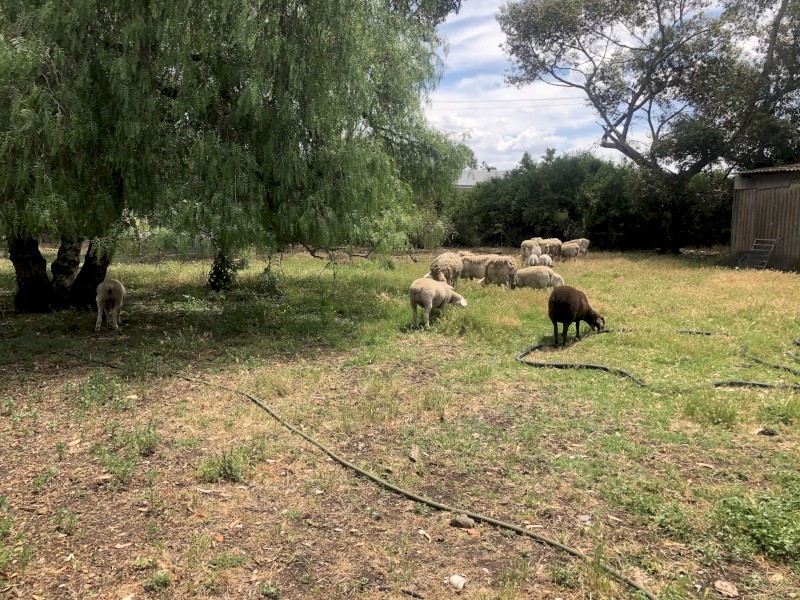 16 x Dorpers Mixed Aged