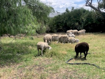 16 x Dorpers Mixed Aged