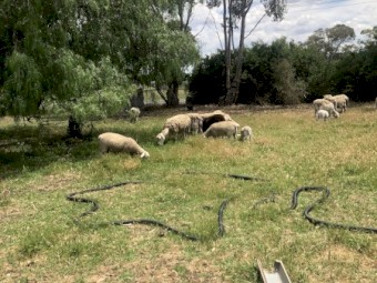 16 x Dorpers Mixed Aged