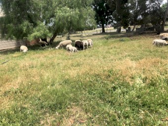 16 x Dorpers Mixed Aged