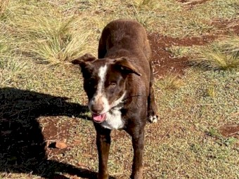 Kelpie Working Dog