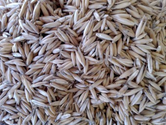 200mt Blackbutt Oats