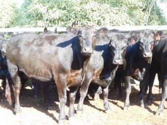 74 Pure Angus Cows PTIC to Angus Bulls