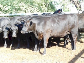 74 Pure Angus Cows PTIC to Angus Bulls