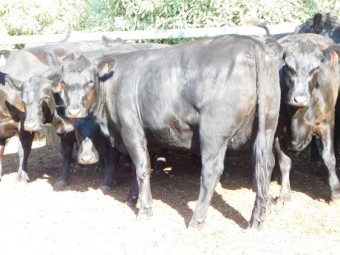74 Pure Angus Cows PTIC to Angus Bulls