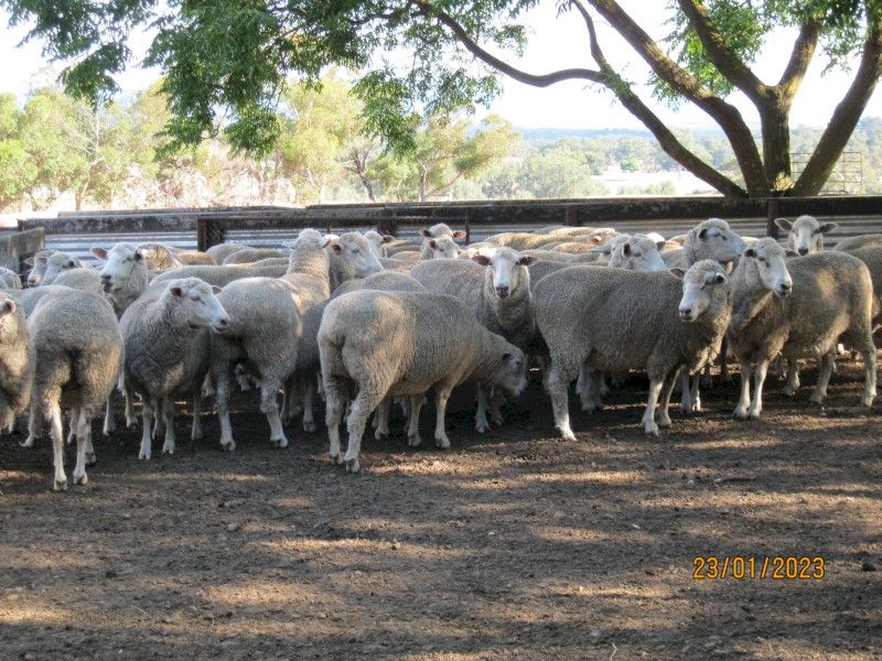 45 x First Cross Ewes