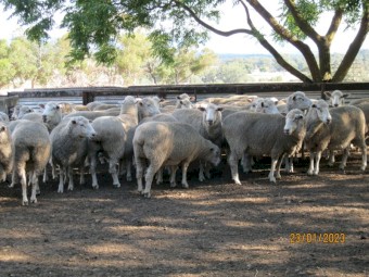45 x First Cross Ewes