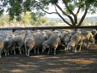 45 x First Cross Ewes