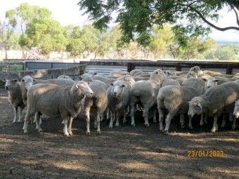 45 x First Cross Ewes