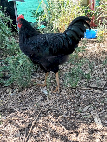 Roosters available 