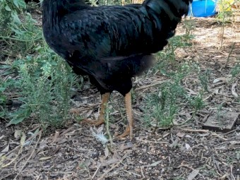 Roosters available 