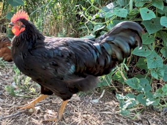 Roosters available 