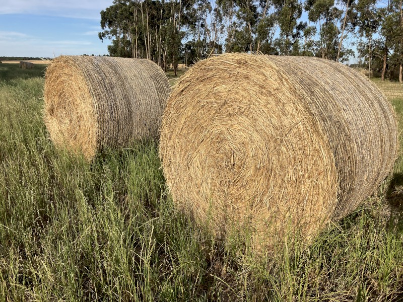 280 x Oaten Hay 5x4 Round Bales (New Season 22/23)