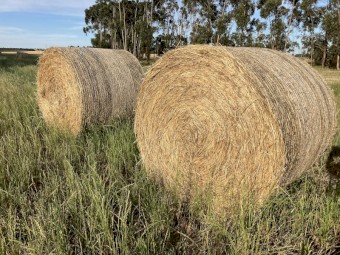 280 x Oaten Hay 5x4 Round Bales (New Season 22/23)
