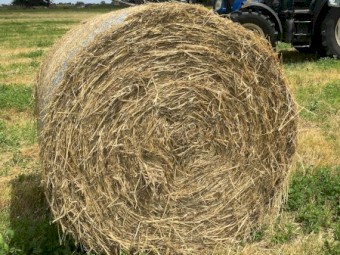 Wheaten and Shaftal Clover Hay 5x4 Bales
